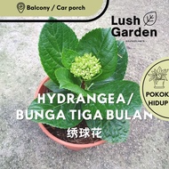(Ada Bunga) Hydrangea /Bunga Tiga Bulan / Siti Zubaidah 绣球花 140mm Pot Live Plant Hiasan Pokok Bunga 