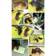 Mouse & Rat Glue Trap Gam Perangkap Tikus Papan Gam Getah Perangkap Tikus/pelekat tikus