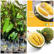 Anak pokok durian D197/ durian musang king