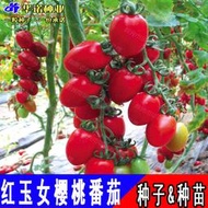 臺灣紅玉女櫻桃水果番茄種子 種籽口感紅聖女果籽小西紅柿蔬菜種籽種苗hn