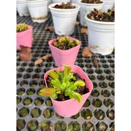 Dionaea muscipula/Venus Fly Trap/Fern Plants