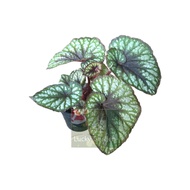 Begonia Rex - Painted-leaf begonia - Fancy-leaf begonia - Ornamental Foliage