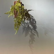 |PLASTIC|仿真蕨類植物上板掛飾-鹿角蕨 兔腳蕨 松羅 觀葉植物