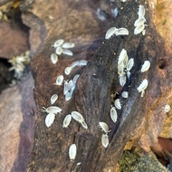 Dwarf White Isopods +28 Pieces