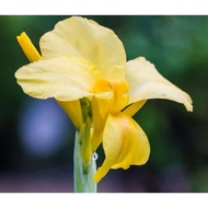 Canna lily bunga tasbih kuning cair