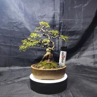 Bonsai Beringin ficus California siap Pajang 