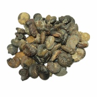 Mini Parrot Snail Fossil Ammonite Rough Stone Natural Paleo Fossil Teaching Collection Supplies