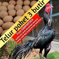 telur fertil ayam Bangkok ekor lidy super pakhoy