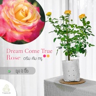 Treeno.9 T350 Dream Come True Rose (กุหลาบ ดรีม คัม ทรู)​ ต้นใหญ่ ถุง 8 นิ้ว / สูง 60-70 ซม. / ไม้ประดับ ไม้ดอก (ต้นไม้)