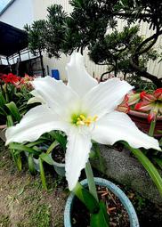 2025 孤挺花 - 安普托白色(開花球根)