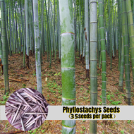 *ขายเมล็ดพันธุ์/ประเทศไทยพร้อมสต็อก* 35เมล็ด  เมล็ดพันธุ์ไผ่โมโซ Moso Bamboo Phyllostachys Seeds เมล็ดไผ่ ไผ่โมโซ ต้นไม้ประดับ ไม้ประดับ ต้นไม้จิ๋วมงคล เมล็ดดอกไม้ เมล็ดพันธุ์บอนสี ไม้ประดับ Plants ต้นไม้มงคล ต้นไม้ฟอกอากาศ ต้นไม้ ของแต่งบ้าน ต้นไม้ประดับ