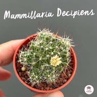 Mammillaria decipiens #กระถาง2.5 นิ้ว แคคตัส กระบองเพชร cactus&amp;succulent