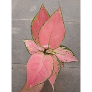 Tanaman Hias Aglonema Pink Catrina daun rimbun real pict -