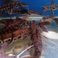 Ikan predator TSN Tiger shovelnose catfish size 15cm