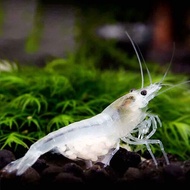 Snowball Shrimp Neocaridina shrimp x 8 pcs by [3k Aquatic]