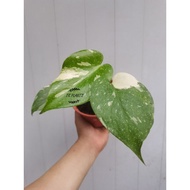 TKP,Monstera Thai Constellation ,Varigated Monstera ,Variegated Monstera Deliciosa, Variegated Plant