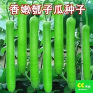 Fragrant Tender Gourd Seeds Gourd Seeds Early Cooked Gourd Gourd Gourd Spring Summer Autumn Vegetabl