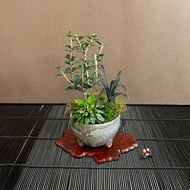 日本香姬∣信樂燒鉢 香氛豆盆栽