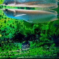 hiasan aquarium ikan arwana silver brazil tankmate aquascape