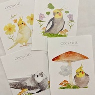 水彩鳥兒明信片 39 玄鳳鸚鵡