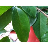 Fresh bay leaves 1kg Not bay koja COD