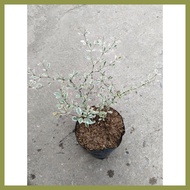 ∳ ▘ ✮ Variegated African Talisay Tree  Variety