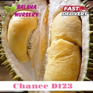 🌱 POKOK DURIAN CHANEE D123 durian chenee  cepat berbuah