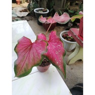 caladium id keropok sihat