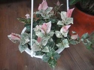 ★╮芳草園★╮－「初雪閣」5吋吊盆