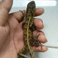 bunglon taman /calotes versi color