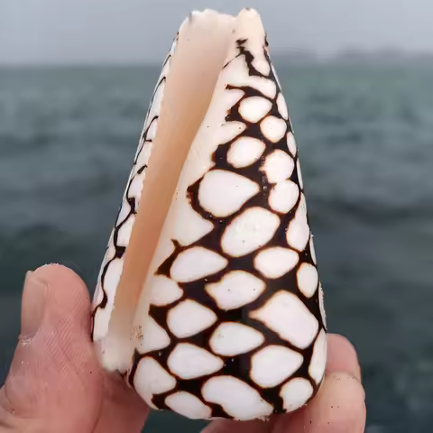 Natural Conus Marmoreus Shells Hebrew Marble Cone Conch Snail Photograph Ornaments Fish Tank Aquariu