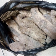 Teripang Polos Kering 1/2kg