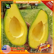Anak Pokok Avocado Mentega Avocado Buccaneers Grafted Pokok Kawin Import Dari Thailand