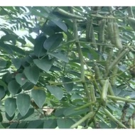 Biji Benih Pokok Indigofera Zollingeriana seeds 150 biji