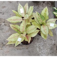 Aglaonema Cinderela