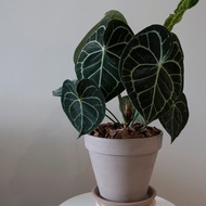 【室內盆栽】圓葉花燭 (大)觀葉植物 開幕盆栽 盆栽 開幕送禮