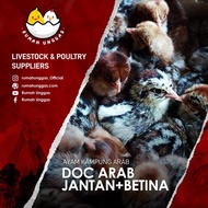 DOC ARAB JANTAN &amp; BETINA (Bibit Ayam Arab)