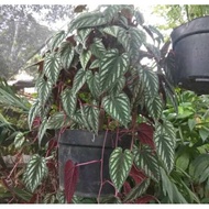 Promo for ornamental betel leaf vines 1