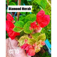Bunga Kertas ID Diamond Red