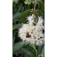 Anak Pokok Gelam Tikus / kelat nasi( ulam dan buah)/Pokok Kelulut