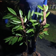 +-2.ft Pokok Durian musang king D197