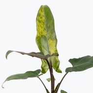 อโลคาเซีย นคราชด่าง (Alocasia lauterbachiana variegated) กระถาง 4 นิ้ว