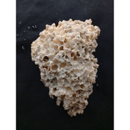 Genuine sea coral anemone decorative coral anemonenatural Z41