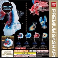 屯門小店 全套 全新 現貨 Gashapon Premium Bandai 扭蛋 -  動物大圖鑑 大圖鑑系列 熱帶魚 (全套4款) 鬥魚 打魚