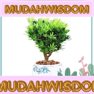 G5069 1粒 罗汉松种子 Podocarpus Seeds 真柏黑松松柏 文竹贵妃,日本,雀舌,大叶,珍珠,红芽,台湾,海南,金钻,小叶,兰屿罗汉松种子