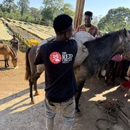 衣索比亞 西達瑪 西達摩 花貝果娜 74158 (全方位烘焙)