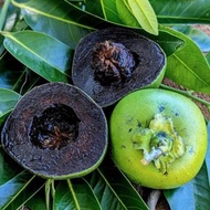 LIMITED STOCK POKOK RARE BLACK SAPOTE