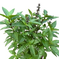 Ocimum Basilicum, Thai Basil, Licorice Basil, Anise Basil (0.3m)