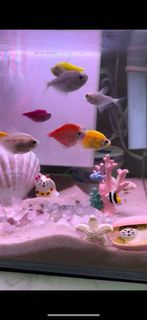 魚缸 9L 觀賞魚魚缸