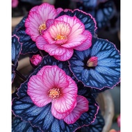Biji Benih Keladi Caladium Begonia Rex ‘Pink Lightning’ Seed - 5 Seed